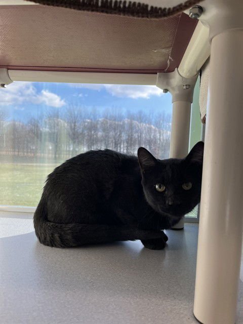 *KYLE* - Domestic Short Hair available for adoption