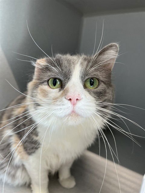 OCEAN - Domestic Short Hair available for adoption