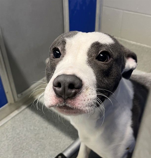 VINCENT VAN GO - Pit Bull Terrier available for adoption