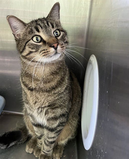 MAXIM - Domestic Short Hair available for adoption