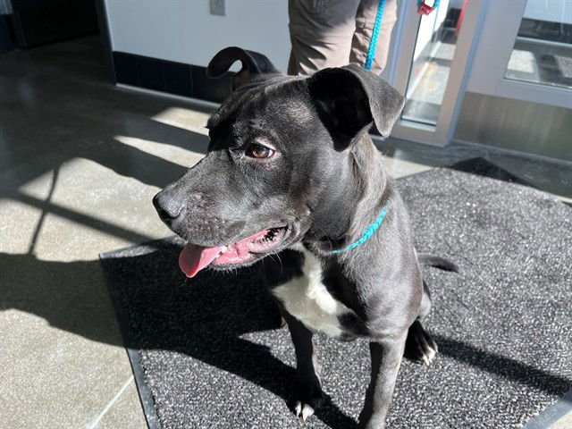 RILEY - Labrador Retriever available for adoption