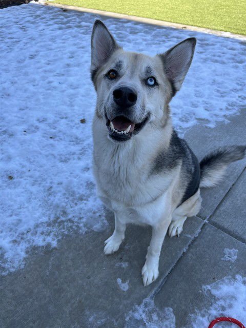 DAVID(FORMALLY DUMPLING) - Alaskan Malamute / German Shepherd Dog available for adoption