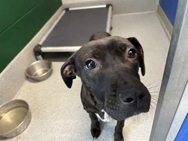 HORTON - Pit Bull Terrier available for adoption