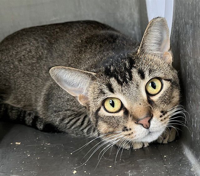 JOHN - Domestic Short Hair available for adoption