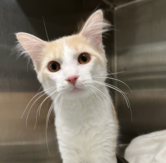 ATLAS (SCRAPPY) - Domestic Medium Hair available for adoption