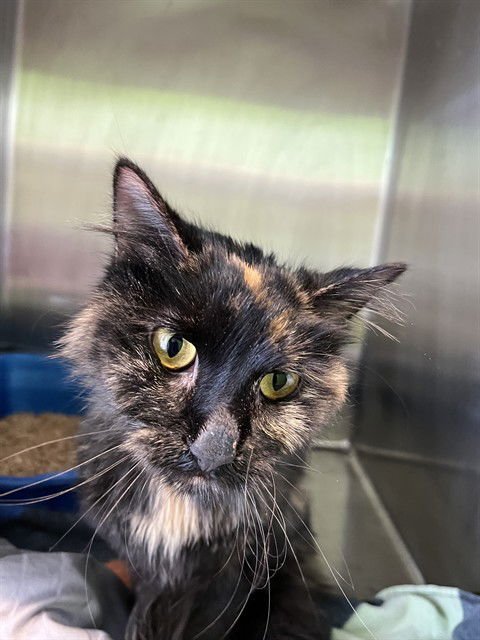 CHERRY - Domestic Medium Hair available for adoption