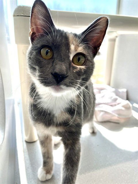 ONYX - Domestic Short Hair available for adoption