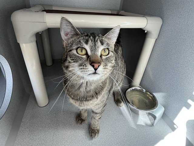 WREN - Domestic Short Hair available for adoption