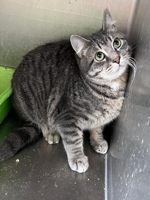 PEPPER - Domestic Short Hair available for adoption