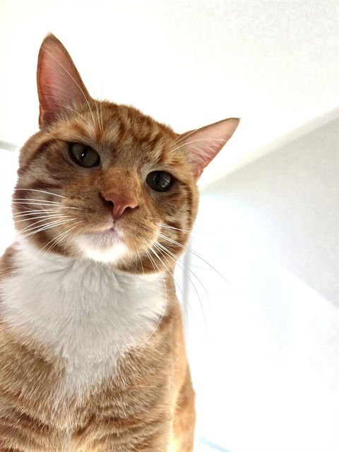 KYLE CONNER - Domestic Short Hair available for adoption