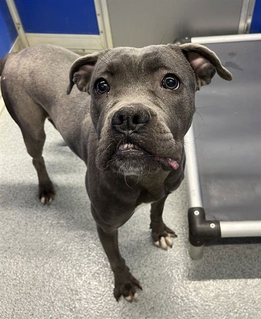 COLLETTE - Pit Bull Terrier available for adoption