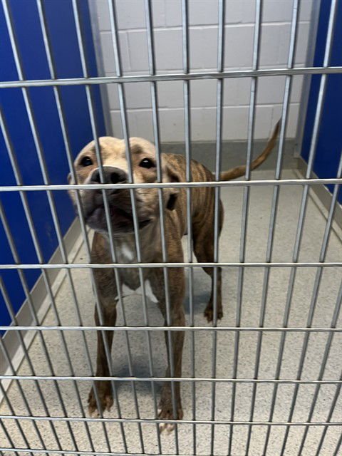 KARDI - Pit Bull Terrier available for adoption