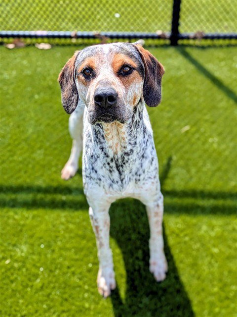 CAMERON - English Coonhound available for adoption