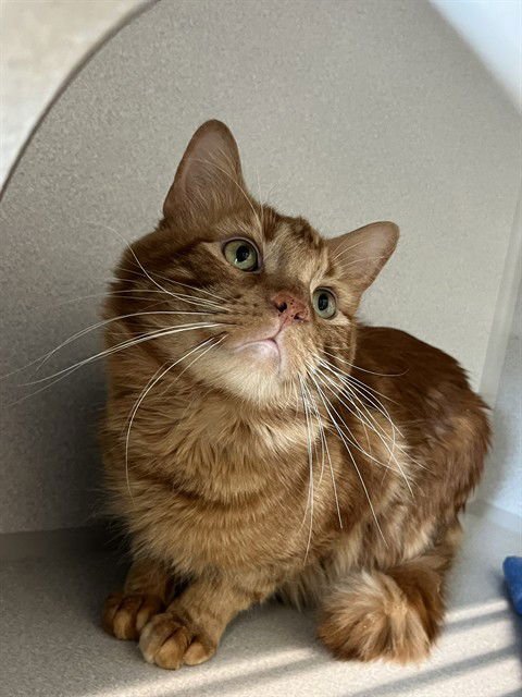 DEXTER - Domestic Short Hair available for adoption