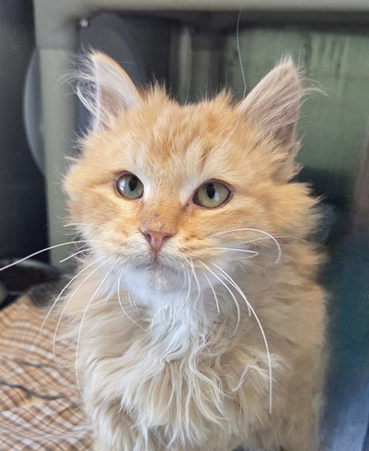 MANGO - Domestic Long Hair available for adoption