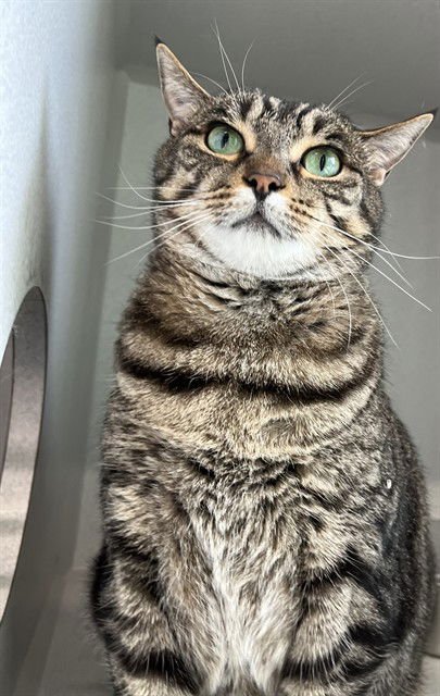 ZOEY - Domestic Short Hair available for adoption