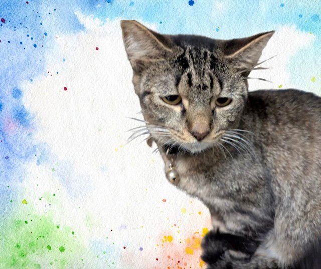 EEYORE - Domestic Short Hair available for adoption