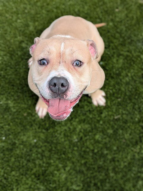MARGO - Pit Bull Terrier available for adoption