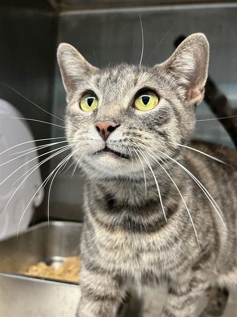 GROVARA - Domestic Short Hair available for adoption