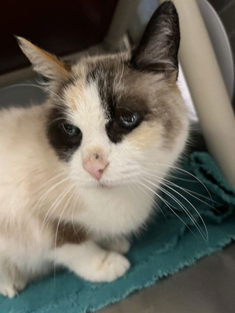 BETTY DAVIS - Siamese available for adoption