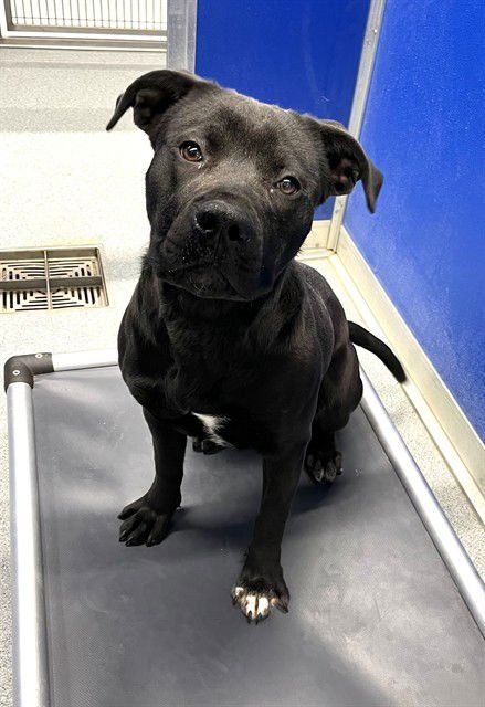 TORTELLINI - Pit Bull Terrier available for adoption