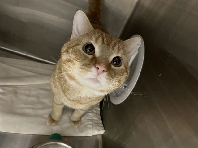 CINNAMON - Domestic Short Hair available for adoption