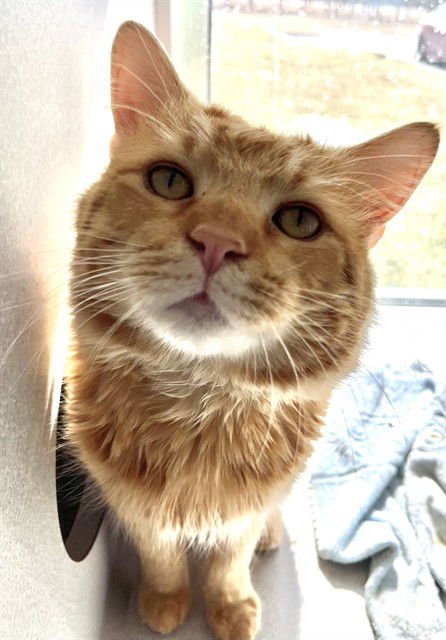 BOOKER - Domestic Medium Hair available for adoption