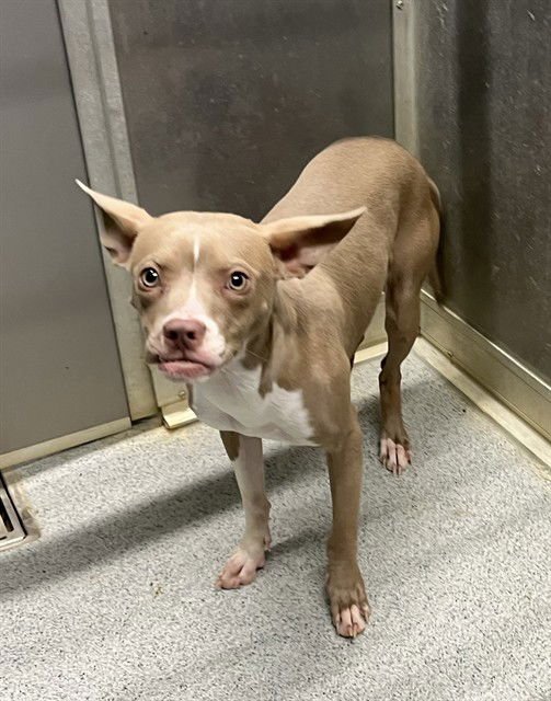 BABS - Rat Terrier / Pit Bull Terrier available for adoption