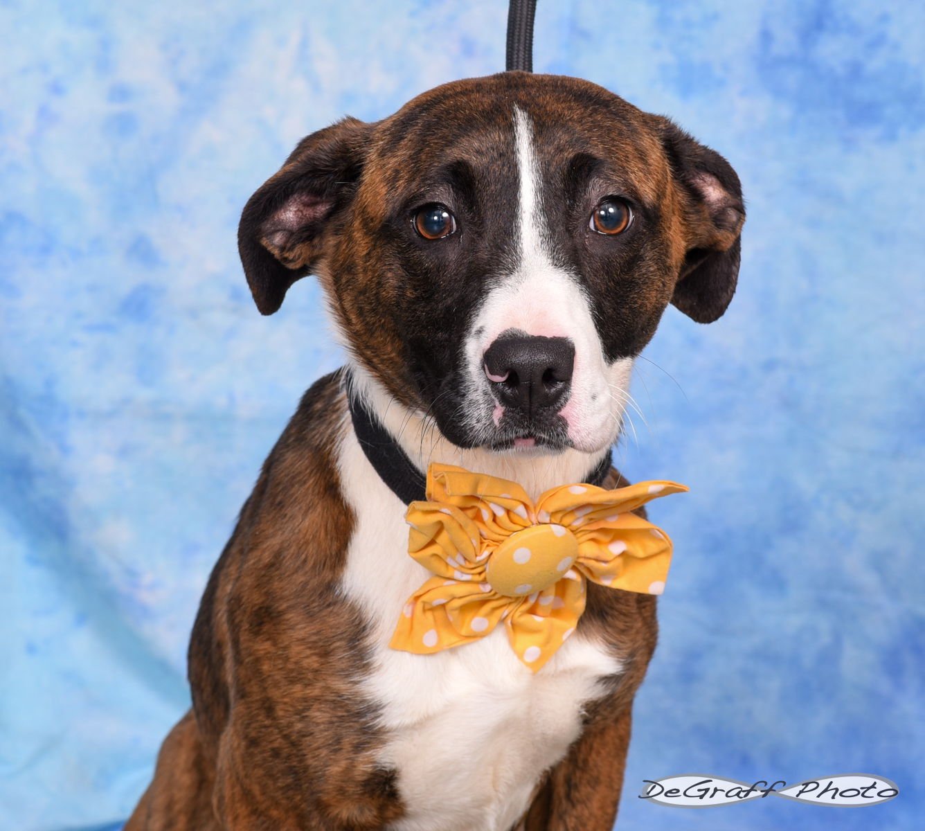 TESSA - Labrador Retriever / Hound available for adoption