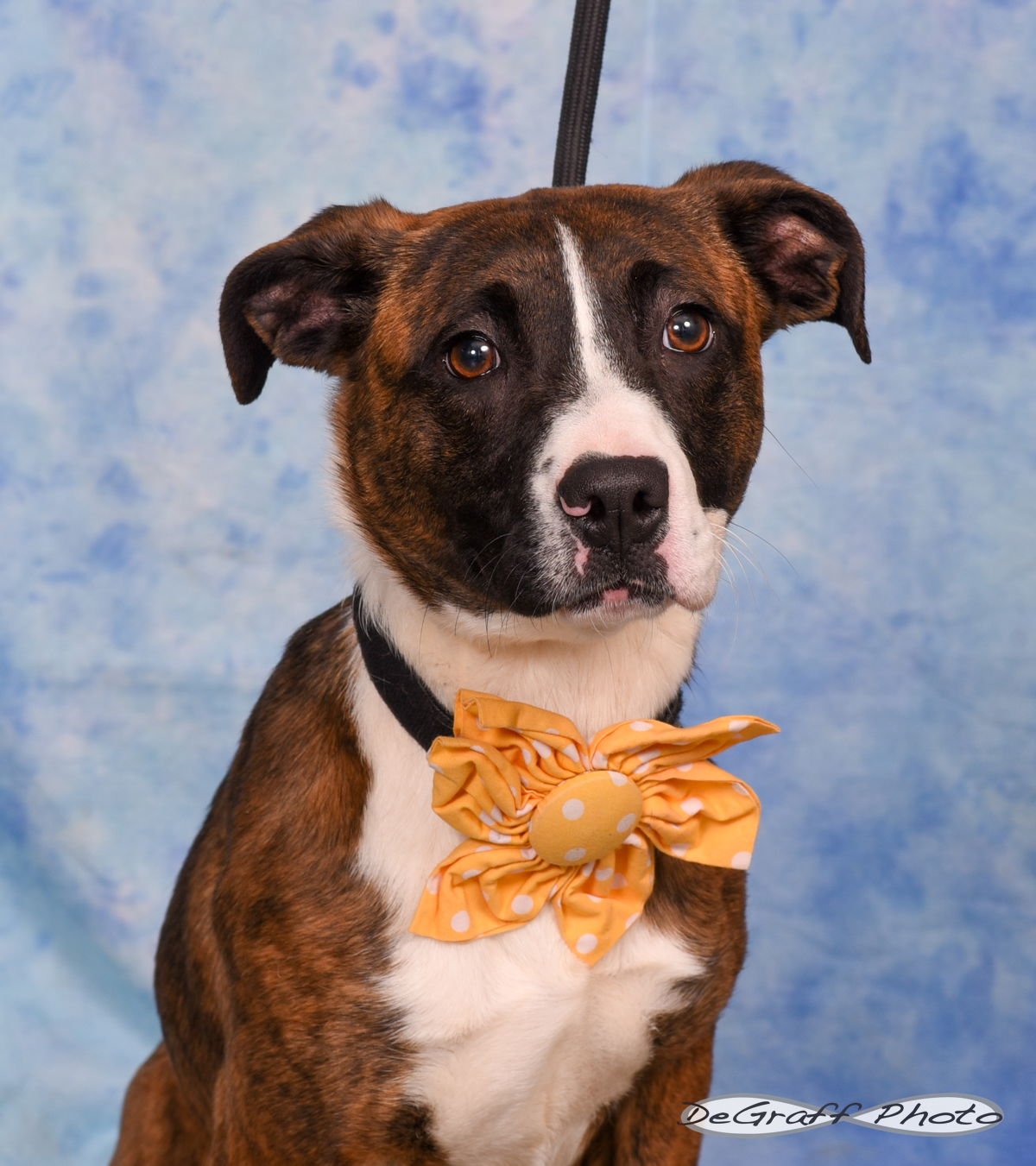 TESSA - Labrador Retriever / Hound available for adoption