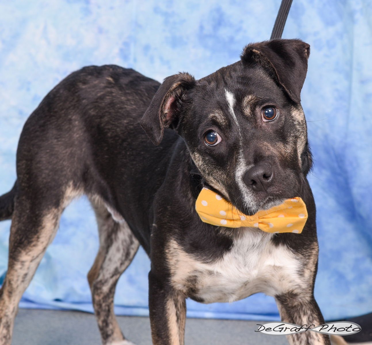 TUCKER - Terrier available for adoption