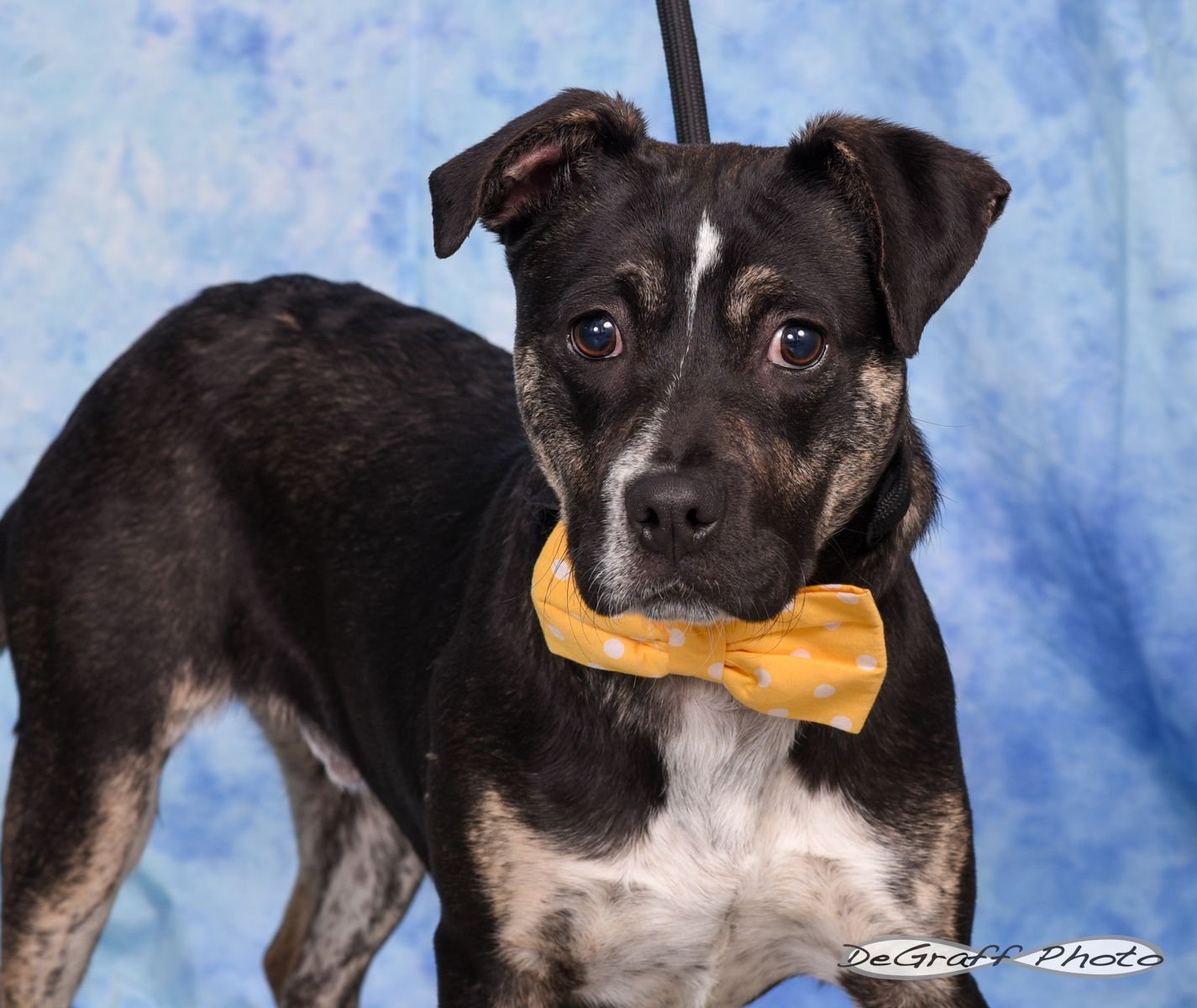 TUCKER - Terrier available for adoption