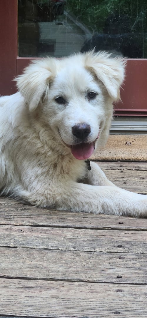 DAPHNE - Great Pyrenees / Golden Retriever available for adoption