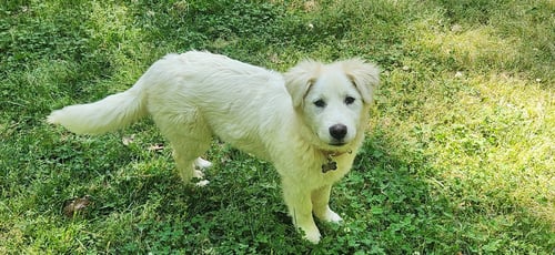 DAPHNE - Great Pyrenees / Golden Retriever available for adoption