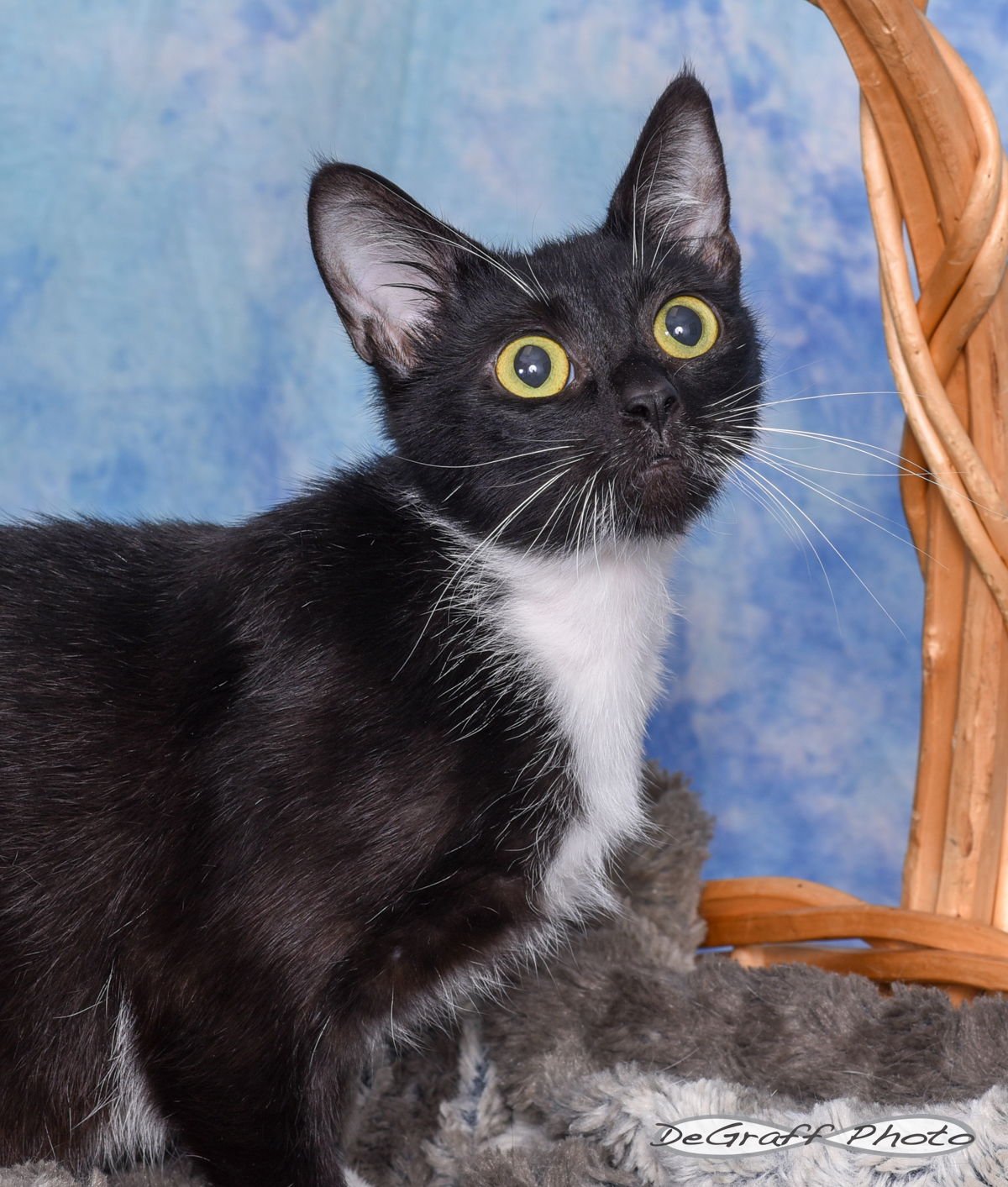 SAFFRON - Domestic Short Hair available for adoption