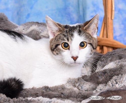 WISH - Domestic Short Hair available for adoption