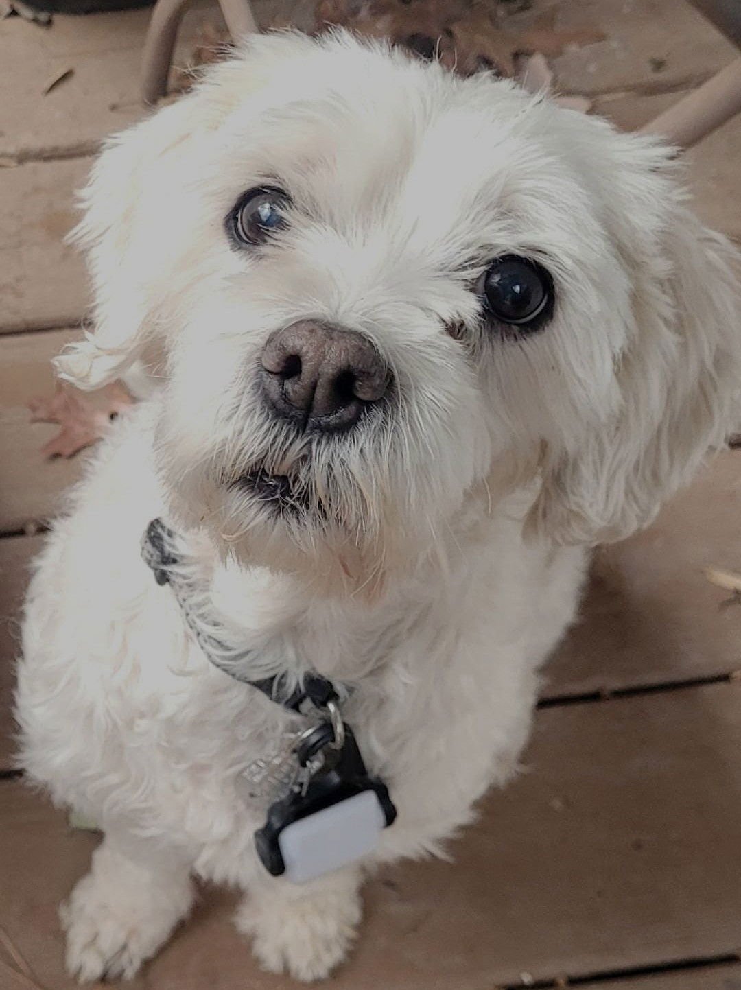 RAG A. MUFFIN - Poodle (unknown type) available for adoption