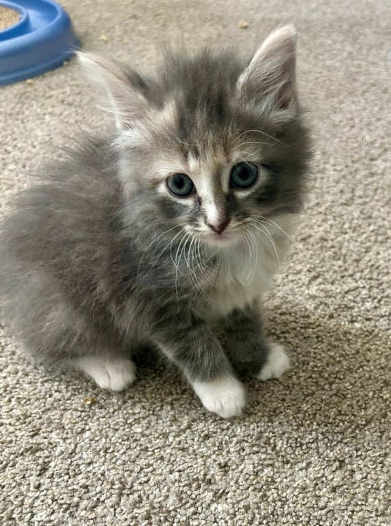 Fluffy Image