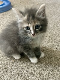 Fluffy - Photo 1