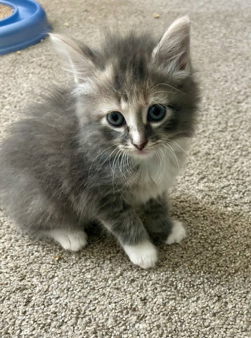 FLUFFY - Domestic Long Hair available for adoption