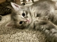 Fluffy - Photo 2