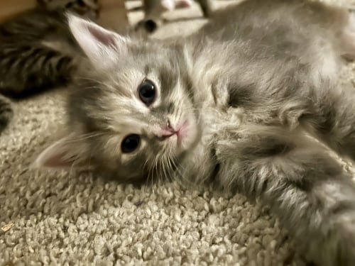 FLUFFY - Domestic Long Hair available for adoption