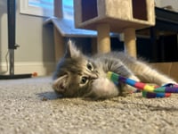 Fluffy - Photo 3