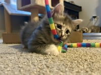 Fluffy - Photo 4