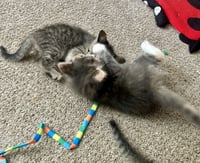Fluffy - Photo 5