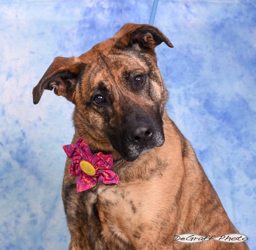 GAIA - Shepherd / Labrador Retriever available for adoption