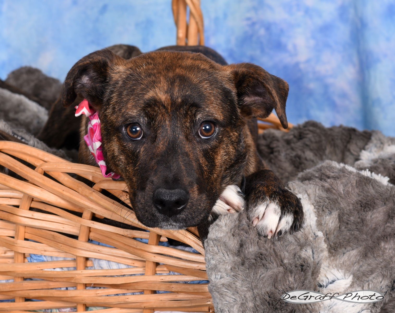 PEARL - Labrador Retriever / Boxer available for adoption
