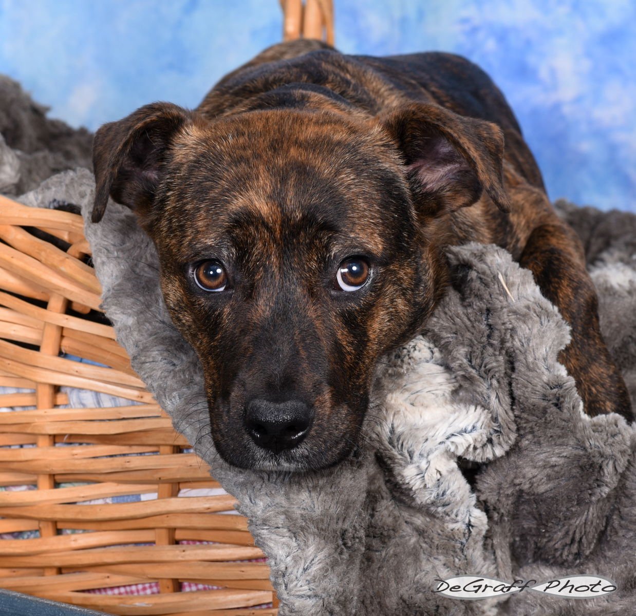 PEARL - Labrador Retriever / Boxer available for adoption