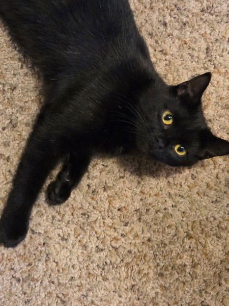 ZELDA - Domestic Short Hair / American Shorthair available for adoption