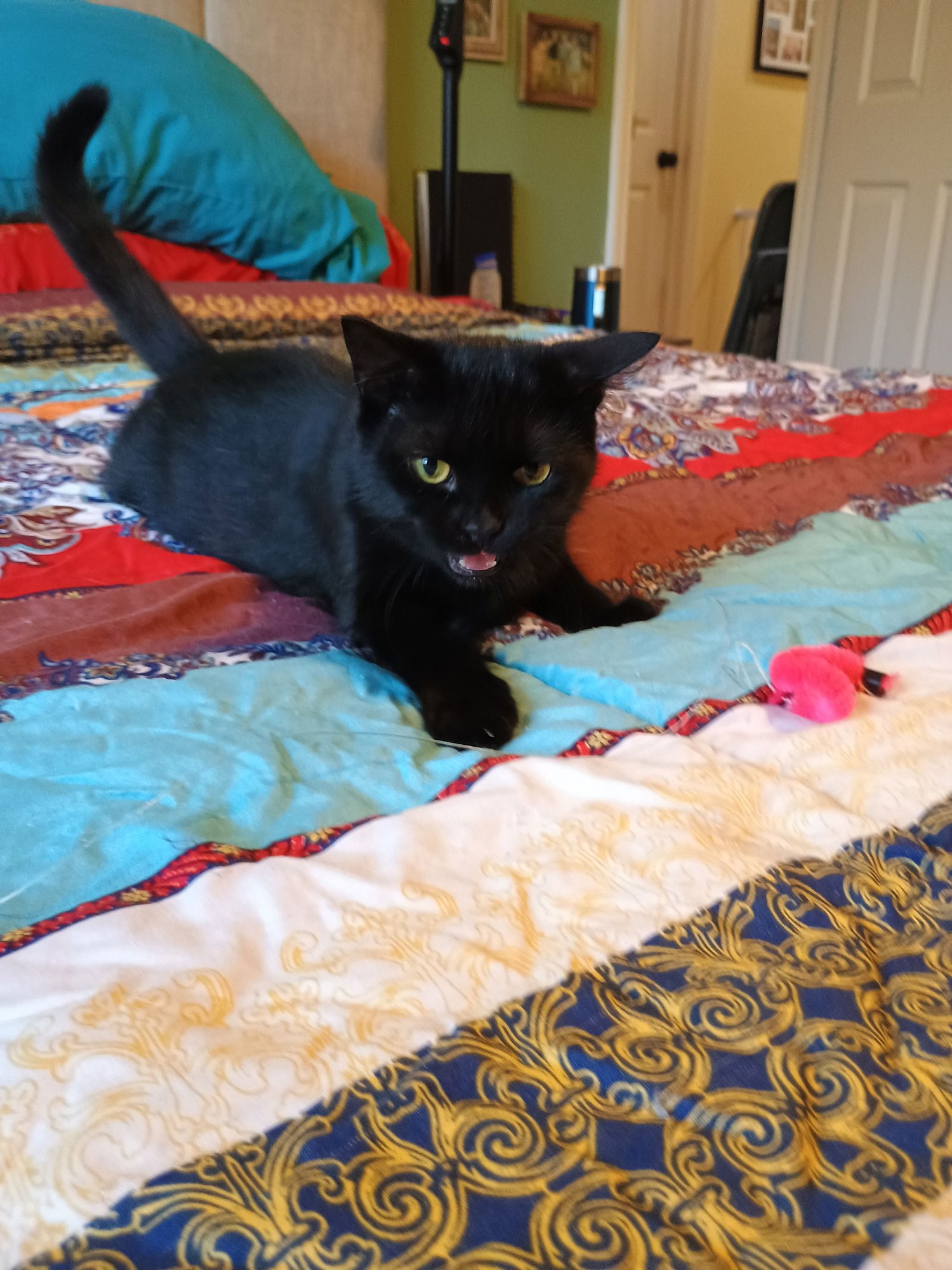 ZELDA - Domestic Short Hair / American Shorthair available for adoption